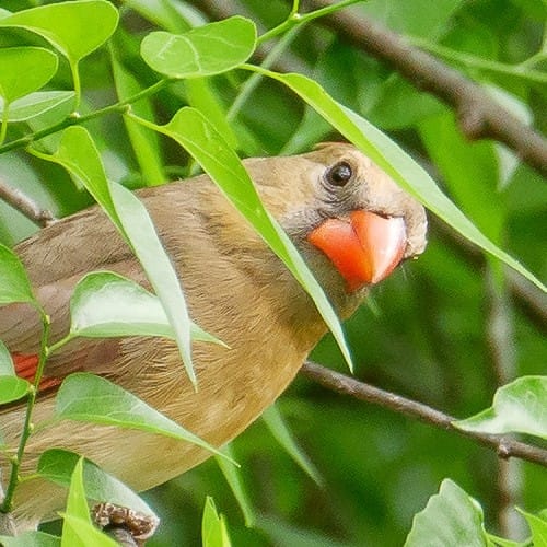 Female cardinal in a tree looking towards the camera